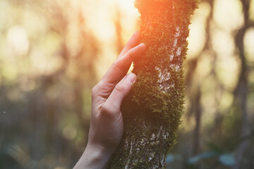 young female hand touching old moss tree, protect nature, green eco-friendly lifestyle, sunny...