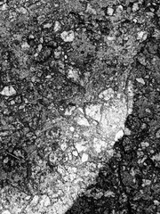 The ant runs on the black asphalt