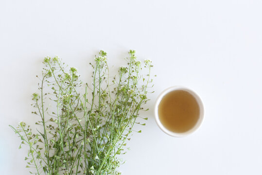 Herbal tea on a white table. The hen capsule is used for various types of bleeding. The name is derived from Latin capsa, a box or case, alluding to fruit resembling a medieval wallet or purse.