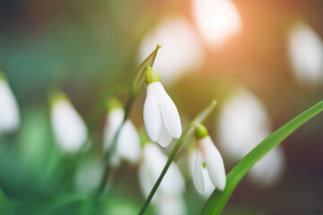Fototapeta premium White spring snowdrop flowers nature forest background