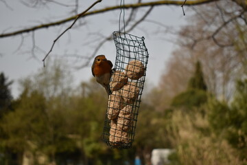 mésange et rouge gorge