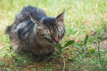 Cute cat with green eyes sits and sniffs a blade of grass on a summer sunny day