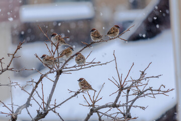 雪の日のスズメの学校