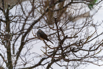 雪の日の梅の木にとまるヒヨドリ