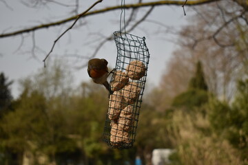 mésange et rouge gorge