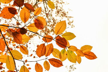 Fototapeta na wymiar Colorful beech leaves on thin twigs, autumn day.