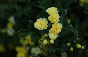 Rose bush with yellow roses surrounded by green leaves 