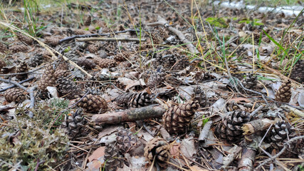 bumps on the ground in the forest