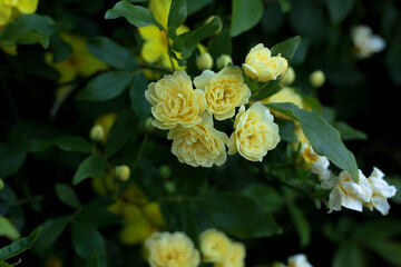 Rose bush with yellow roses surrounded by green leaves 