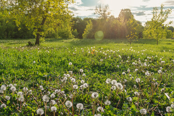 Field of blooming mature white dandelions on a spring sunny day