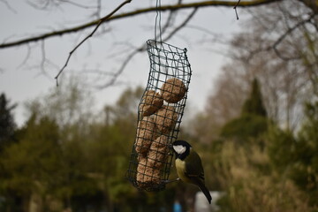 mésange et rouge gorge