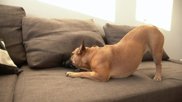Small brown french bulldog chewing on a toy underneath a pillow while standing on his hind legs on the sofa on a sunny day.
