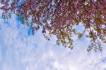 beautiful cherry blossom sakura in spring over blue sky