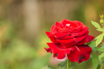red rose in garden