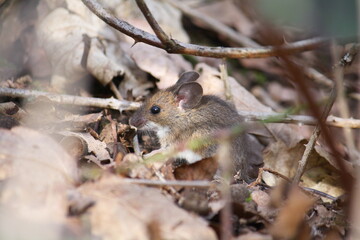 Naklejka na ściany i meble A European wood mouse (also known as long-tailed field mouse, common field mouse, and Apodemus sylvaticus) sheltering in woodland undergrowth