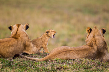 Fototapeta na wymiar Lazy day with the Marsh pride with the cubs playing around