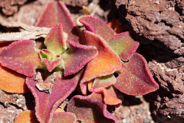 rot blättrige Sukkulente, Wildpflanze auf Lanzarote, gewachsen auf roten Lavagestein