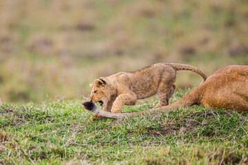 Lazy day with the Marsh pride with the cubs playing around