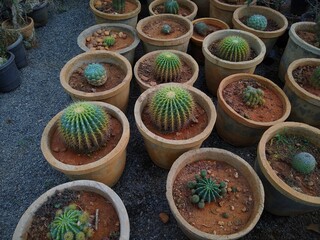 the golden barrel cactus (Echinocactus grusonii) in a garden