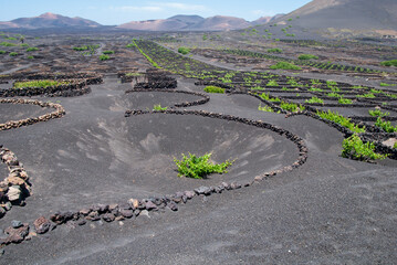 traditioneller Weinanbau in Einzelkratern auf Lanzarote, kanarische Inseln, Weinreben auf Vulkangestein / Lapilli © loerke.foto
