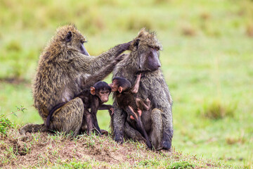 Olive baboons grooming on an ant him in the Masai Mara