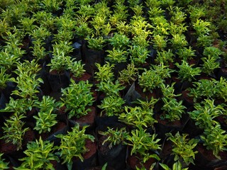 decoration plants growing in a nursery