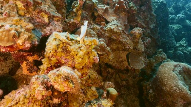 Foureye Butterflyfish in coral reef of Caribbean Sea, Curacao