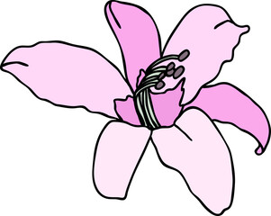 Purple lily flower on white background. Vector illustration.