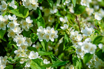 Jasmine blossom branch in the garden in spring
