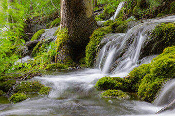 Fototapeta premium The Plitvice Lakes in Croatia (Europe)