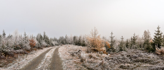 Hiking trail, trees and vegetation covered with frost.