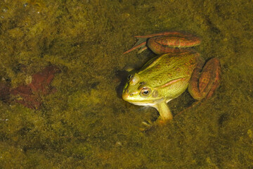 Rana verde (Pelophylax lessonae) in acqua bassa,ritratto
