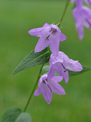 lila Blüten der Ackerglockenblume, Campanula rapunculoides, vor grünem unscharfem Hintergrund