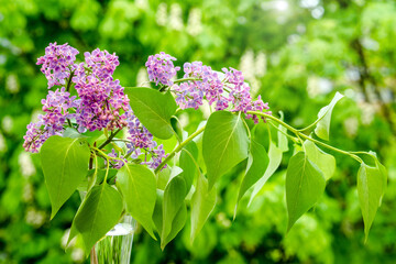 Fototapeta na wymiar Vase with blooming lilac on a green natural background 