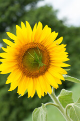 Obraz premium Sonnenblume