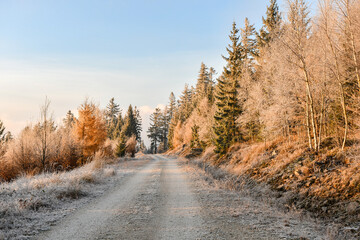 Hiking trail, trees and vegetation covered with frost.