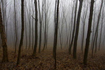 fog in the forest