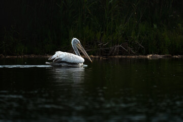 The Dalmatian pelican (Pelecanus crispus) in the Danube Delta