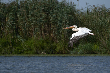 The Dalmatian pelican (Pelecanus crispus) in the Danube Delta