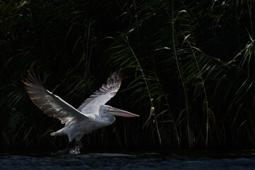 The Dalmatian pelican (Pelecanus crispus) in the Danube Delta
