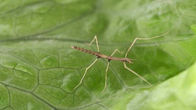 stick insect Medauroida extradentata, family Phasmatidae. Newly hatched, size 1.5 cm, on green leaf. Disguises itself as a twig, which allows it to hide from predators. It feeds on plants.