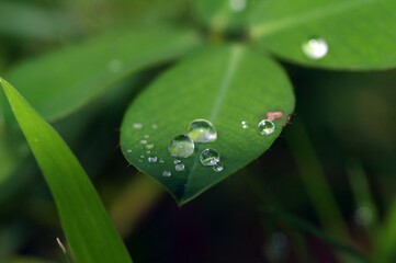 Water droplets on green leaves in shallow focus