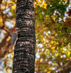 tree in autumn woodpecker colors bird 