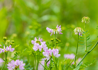 flowers in the grass