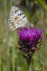 Farfalla Melanargia galathea su cardo rosso,ritratto sfondo prato