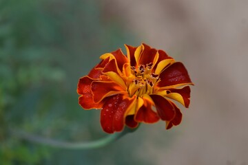 Fototapeta premium orange flower with dew drops