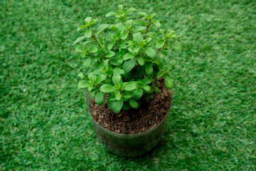 Spermacoce alata, Know as the Winged False Buttonweed in a Rustic Plastic Pot in the Garden