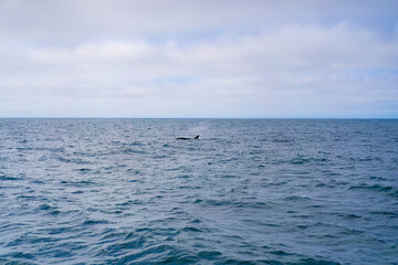 Monterey Bay Whale Watch, .nature background fin killer whale