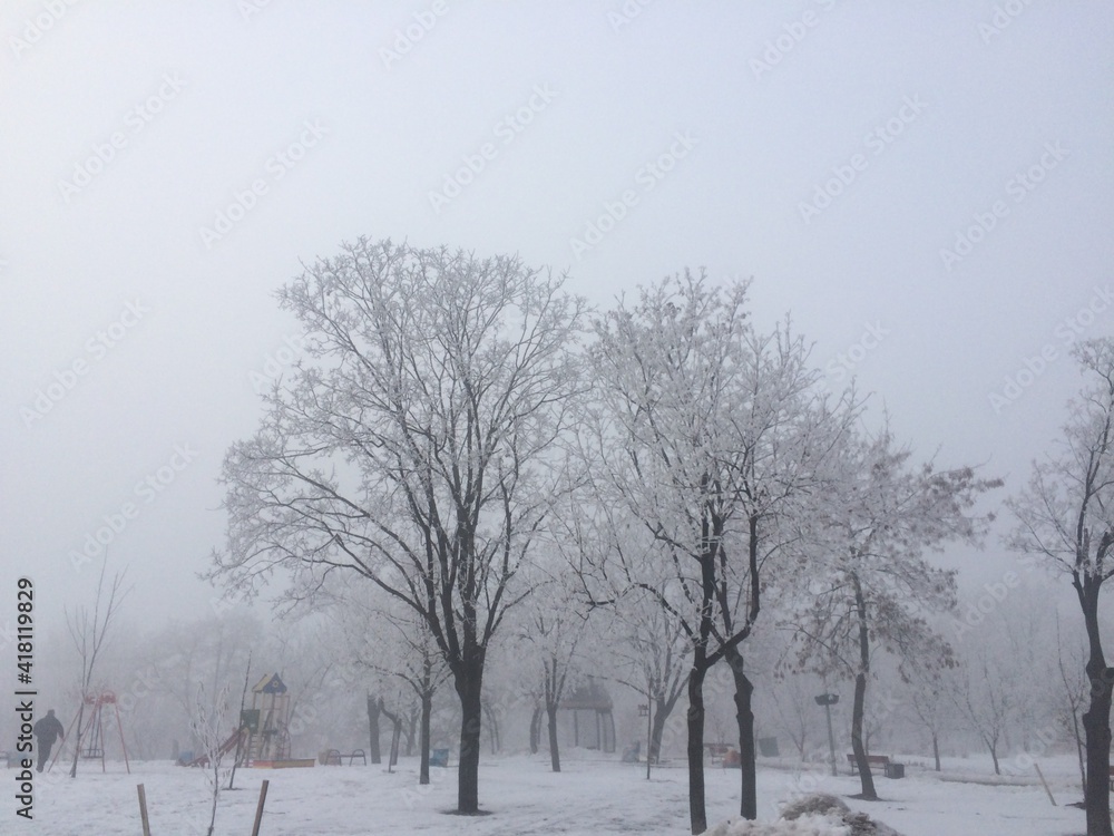 Wall mural trees in the snow