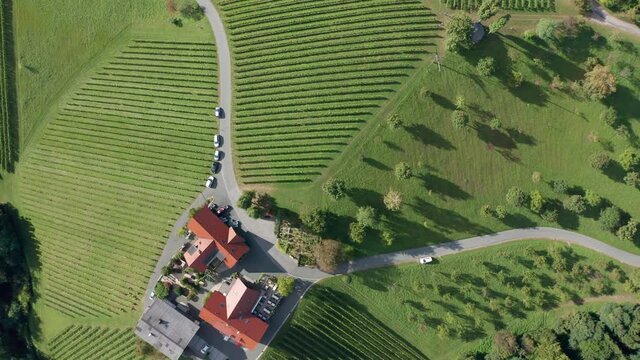 Aerial view of green agricultural field. Agriculture Plantation Grapes Vine. South styria near Gamliz